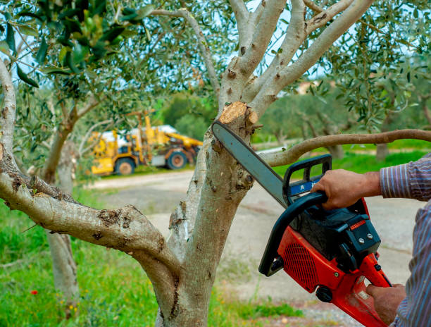 Best Local Tree Services  in Kuna, ID